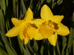 narcissus_daffodil_flower