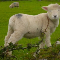 Sheep and Pasture North Devon