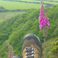 Feet and Foxgloves